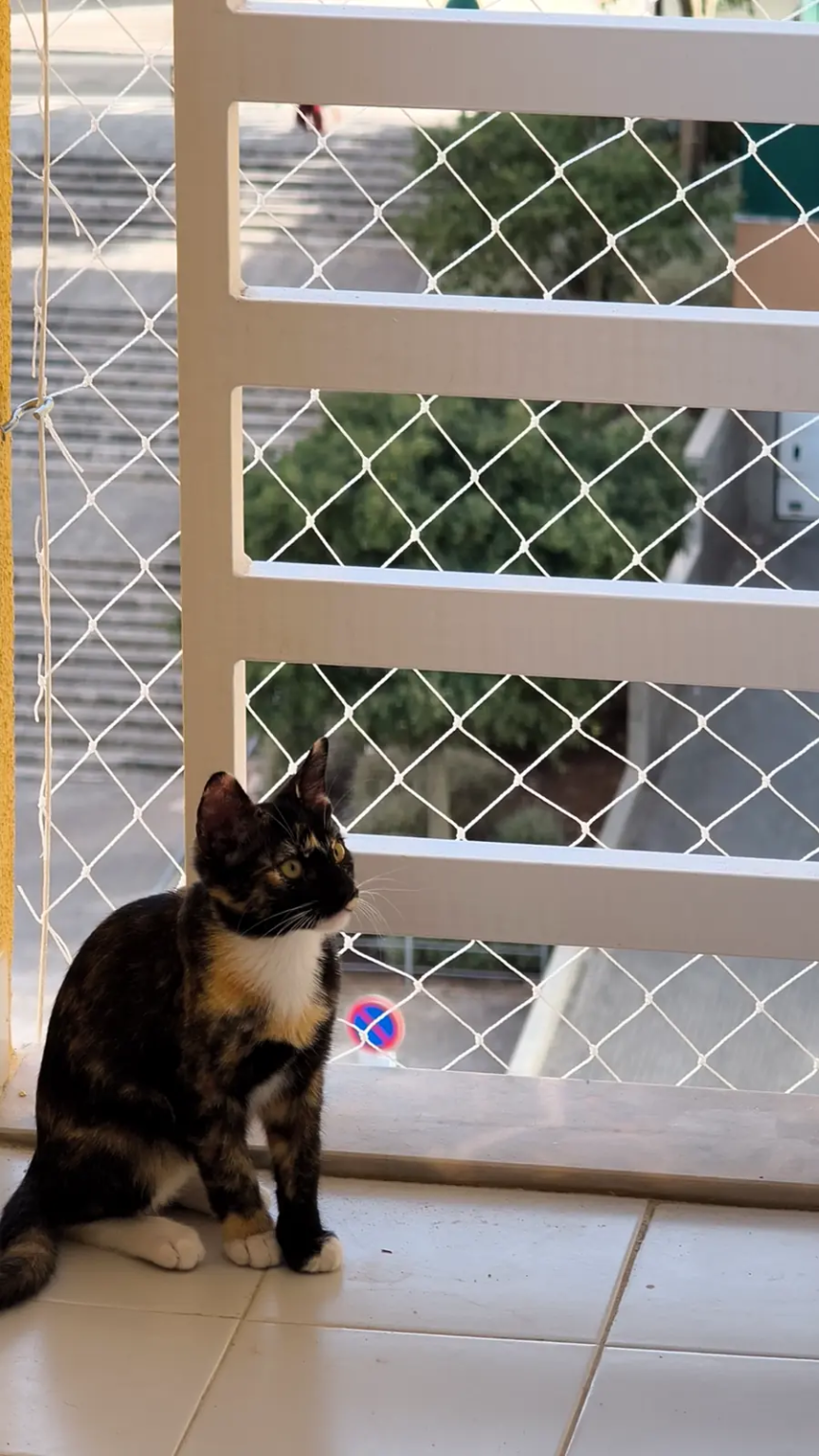 Gato em janela com rede de proteção instalada.