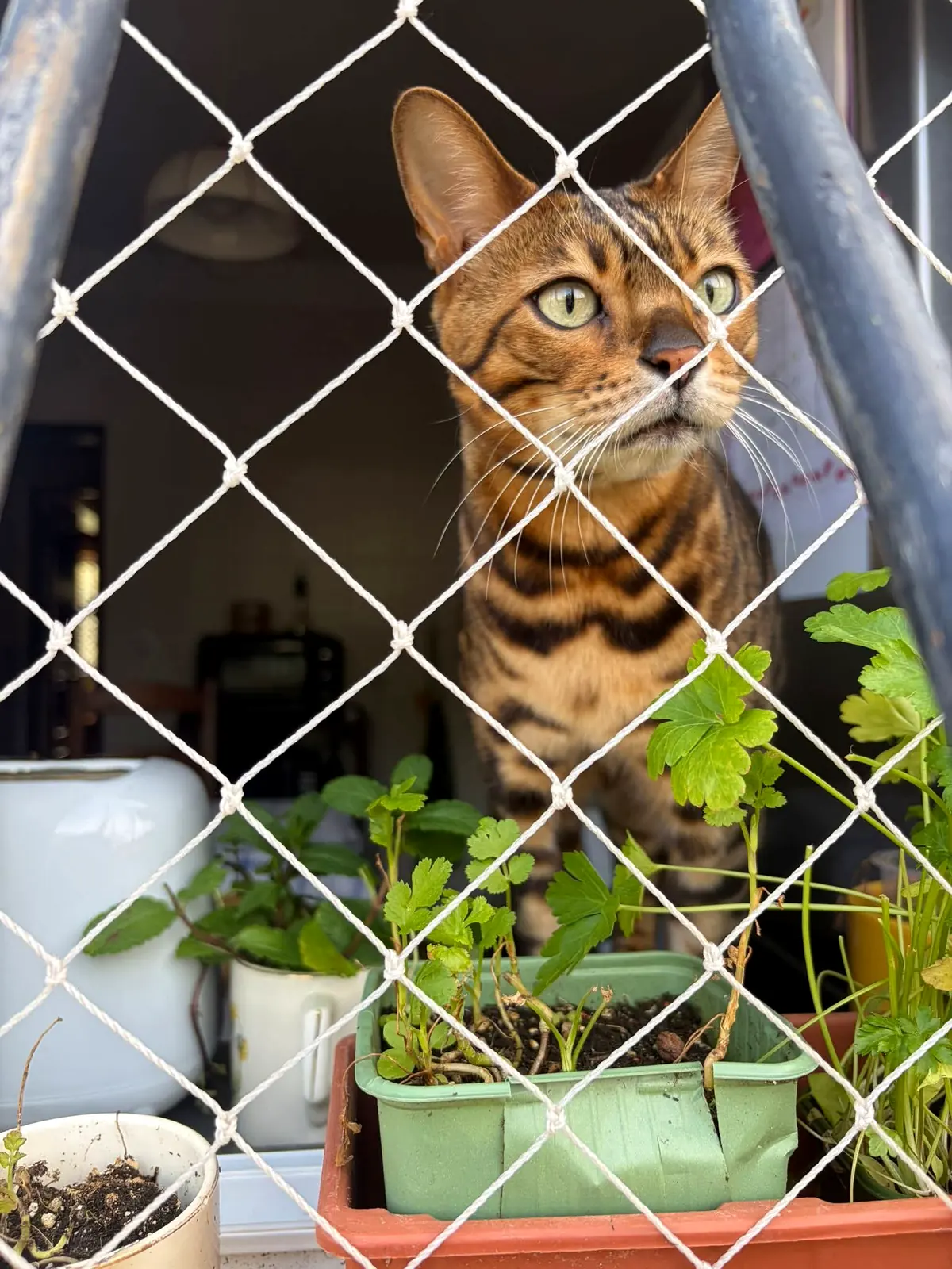 Gato protegido por rede de proteção instalada em janela.